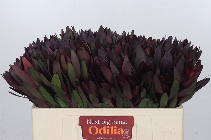 Leucadendron Saf Sunset Dark R.