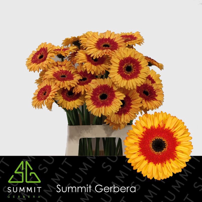 <h4>Gerbera Candy Corn Lang Gelijk 56cm Water x40</h4>