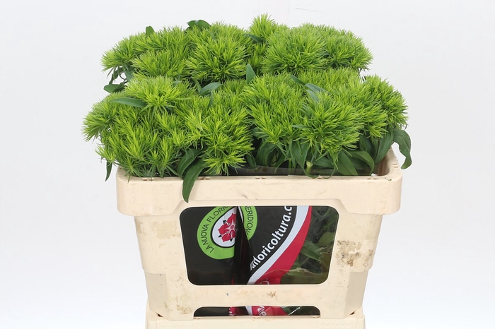 <h4>Dianthus Br Kiwi Mellow</h4>