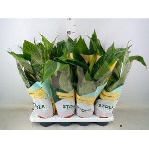 Spathiphyllum  'Diamond'