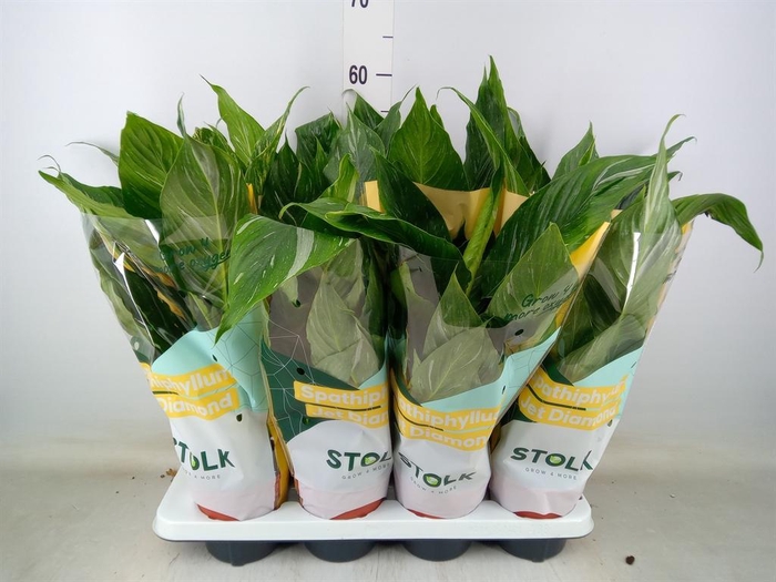 <h4>Spathiphyllum  'Diamond'</h4>