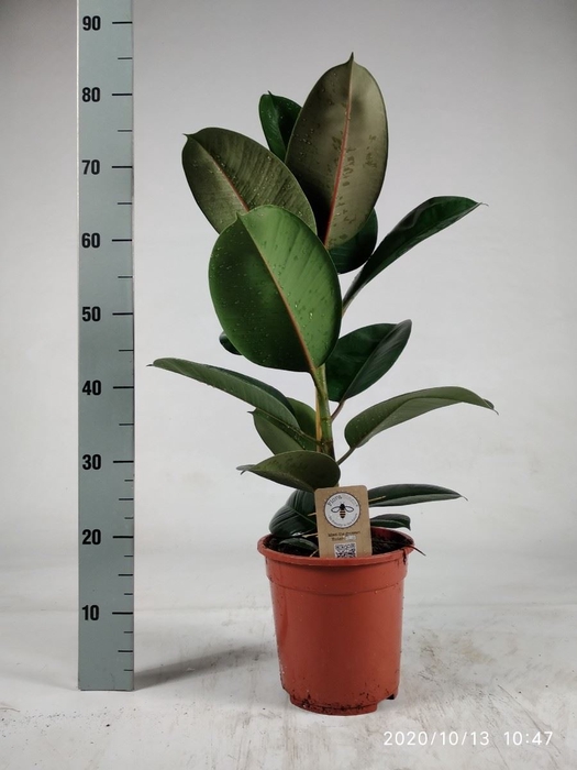 <h4>Ficus elastica 'Robusta'</h4>