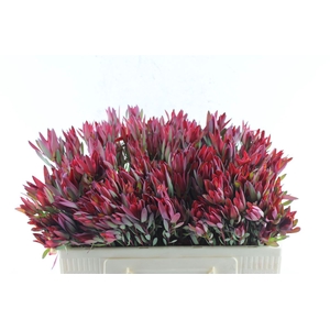 Leucad Sal Blush Ex