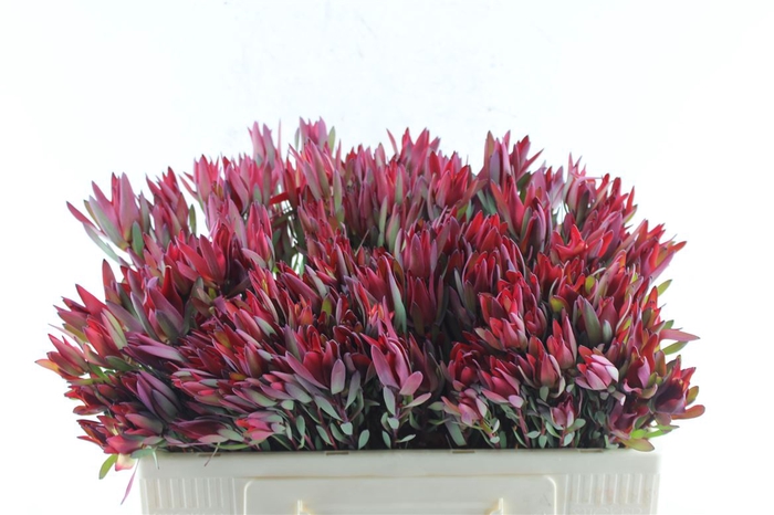 <h4>Leucad Sal Blush Ex</h4>