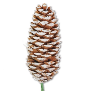Spruce C O/s Nat.white Tp