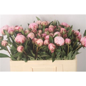 Paeo L Sarah Bernhard Pink 2-4 X60