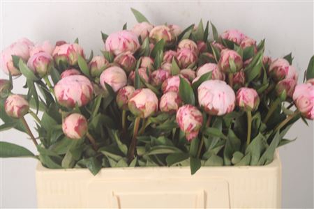 <h4>Paeo L Sarah Bernhard Pink 2-4 X60</h4>