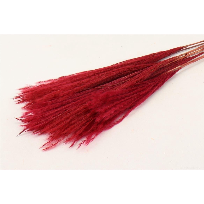 <h4>Bunch Fluffy Silver Grass 10pcs L75</h4>