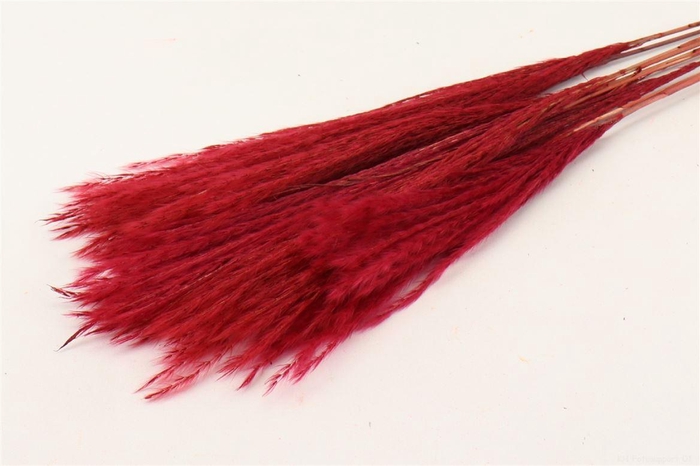 Bunch Fluffy Silver Grass 10pcs L75