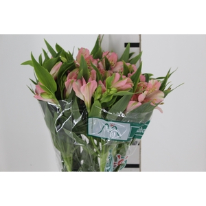 ALSTROEMERIA DUBAI 080 CM