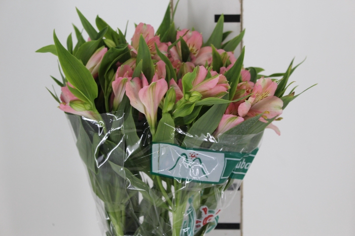 <h4>ALSTROEMERIA DUBAI 080 CM</h4>