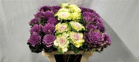 <h4>Brass Gem 4 Soorten</h4>