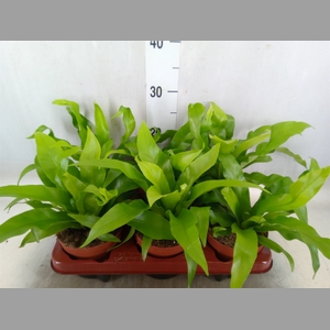 Asplenium antiquum