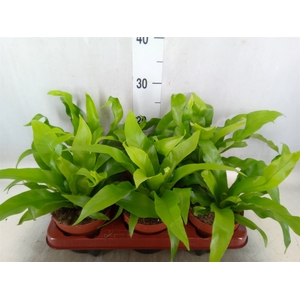 Asplenium antiquum