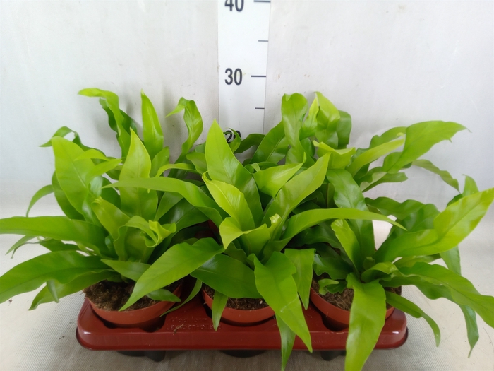 <h4>Asplenium antiquum</h4>