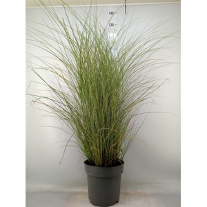 Miscanthus sin. 'Morning Light'