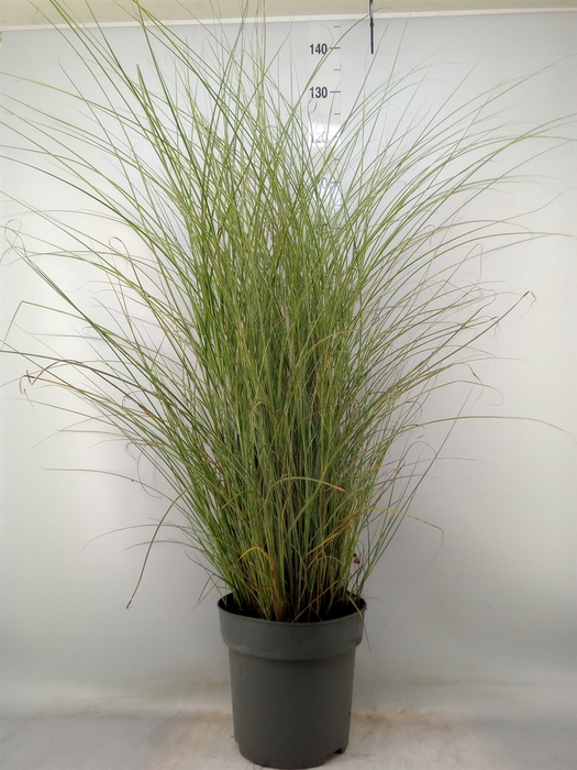 <h4>Miscanthus sin. 'Morning Light'</h4>