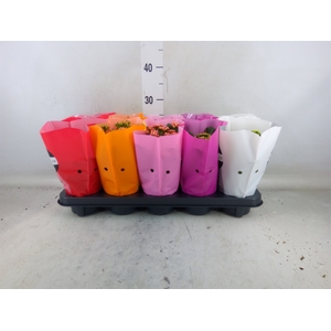 Kalanchoe blos. 'Perfecta'  ..mix 5