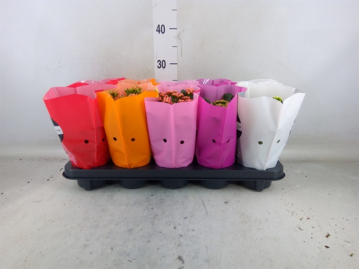 <h4>Kalanchoe blos. 'Perfecta'  ..mix 5</h4>