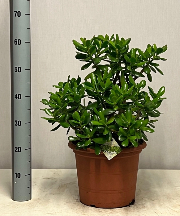 <h4>CRASS OVATA</h4>