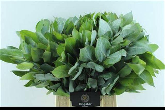 <h4>EUCA ROBUSTA JUV</h4>