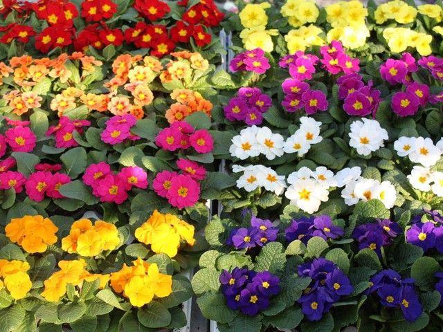 <h4>PRIM AC MIXK</h4>