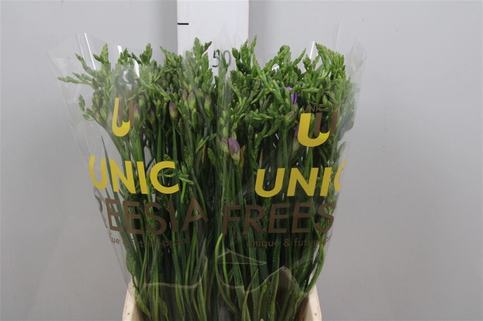 <h4>Fr En Indigo Beach</h4>