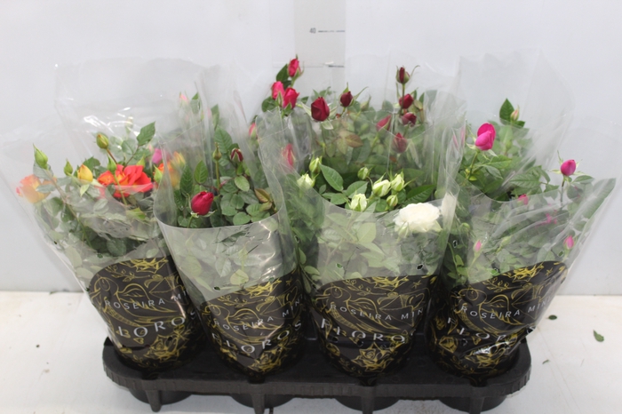 <h4>ROSEIRA MINI P13</h4>