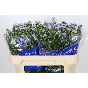 Aster Cassandra