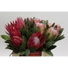Protea Mix