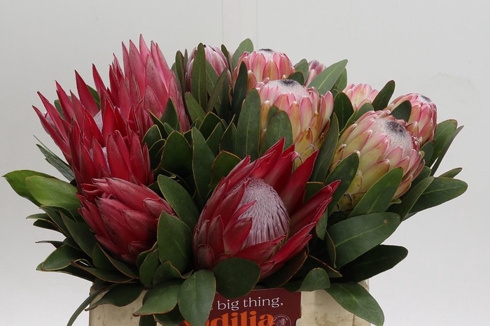 Protea Mix