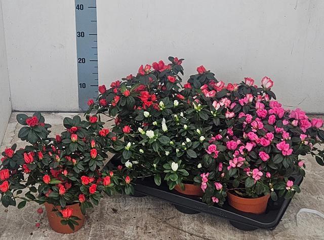 <h4>RHODO SI VOGEL GEM</h4>