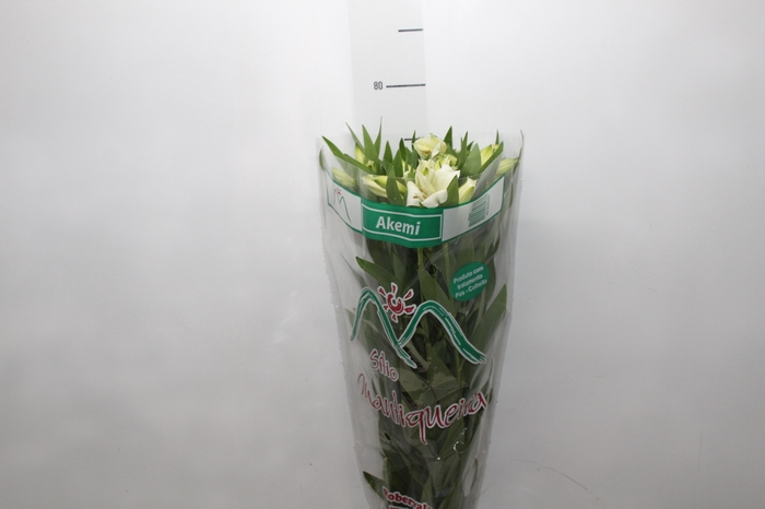 <h4>ALSTROEMERIA AKEMI 080 CM</h4>