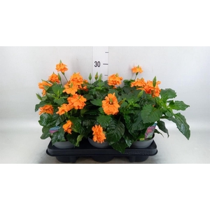 Crossandra infundib. 'Fortuna'