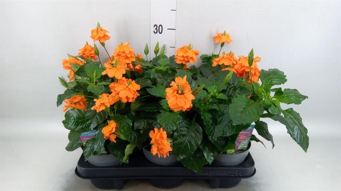 <h4>Crossandra infundib. 'Fortuna'</h4>