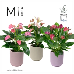 Mimesis Anthurium KARMA Multiflora mix - Atlanta Pastel