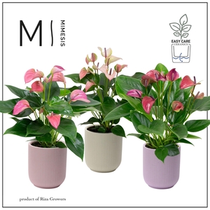 Mimesis Anthurium KARMA Multiflora mix - Atlanta Pastel
