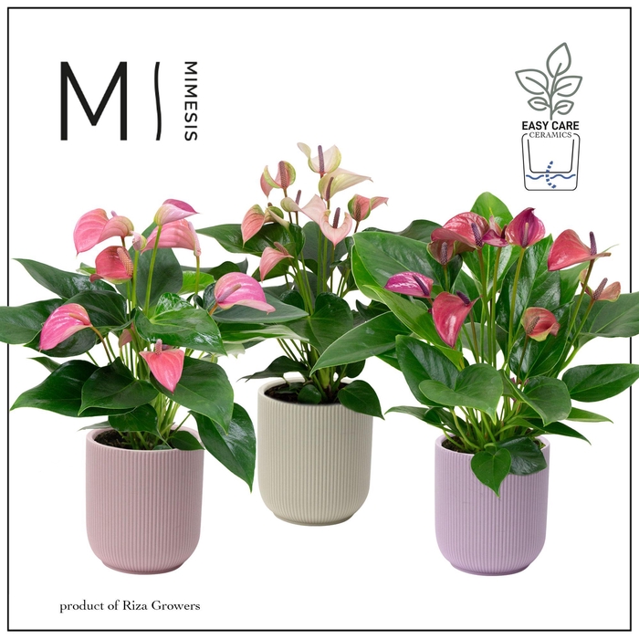 <h4>Mimesis Anthurium KARMA Multiflora mix - Atlanta Pastel</h4>