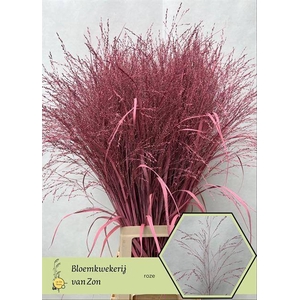 Siergras Klb Pink Frank Zon