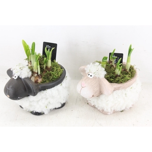 arr4 Narcis RN - Black white sheep x5