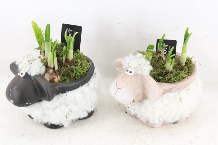 <h4>arr4 Narcis RN - Black white sheep x5</h4>