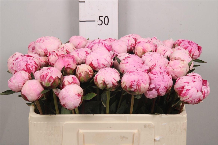 <h4>Paeo L Sara Bernhard</h4>