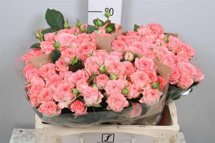 <h4>R Tr First Date</h4>