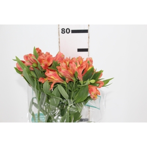 ALSTROEMERIA TROPICANA 080 CM