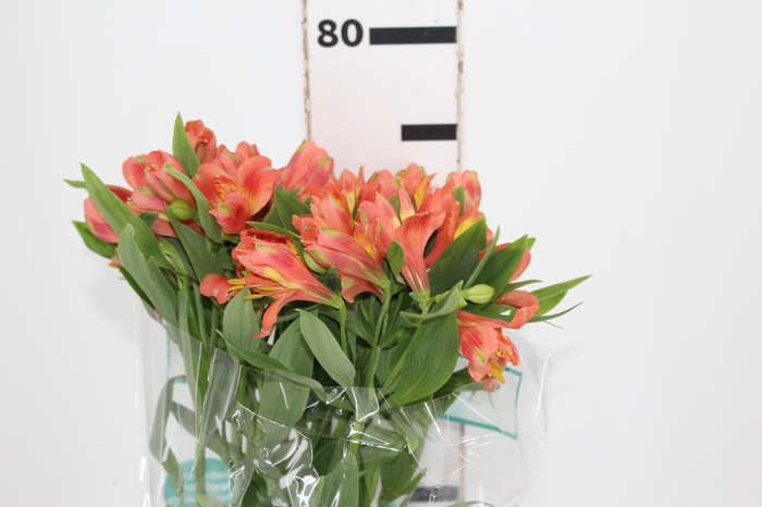 <h4>ALSTROEMERIA TROPICANA 080 CM</h4>