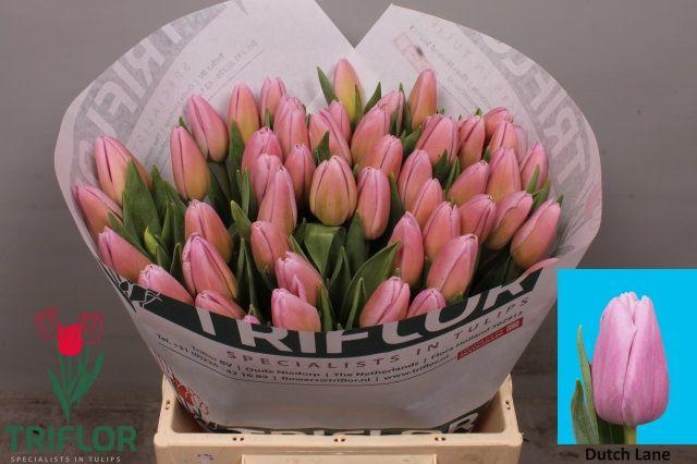 <h4>TU EN DUTCH LANE</h4>