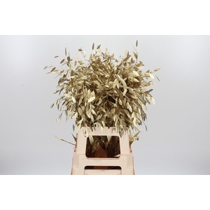 Chasmantium Kl Bh Goud