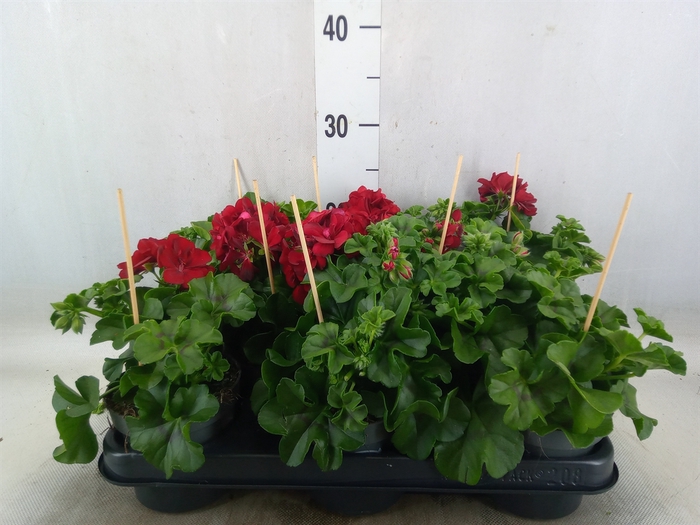 <h4>Pelargonium pelt.   ...</h4>