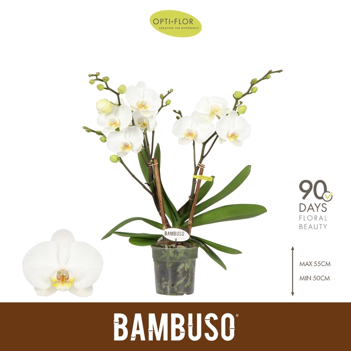 <h4>Bambuso Inyo 2 spike</h4>