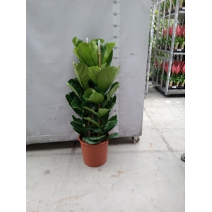 Ficus lyrata